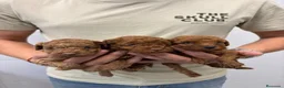 Caniche Toy perros en venta: Cachorros Caniche Toy 1.400€  - Anuncio 8