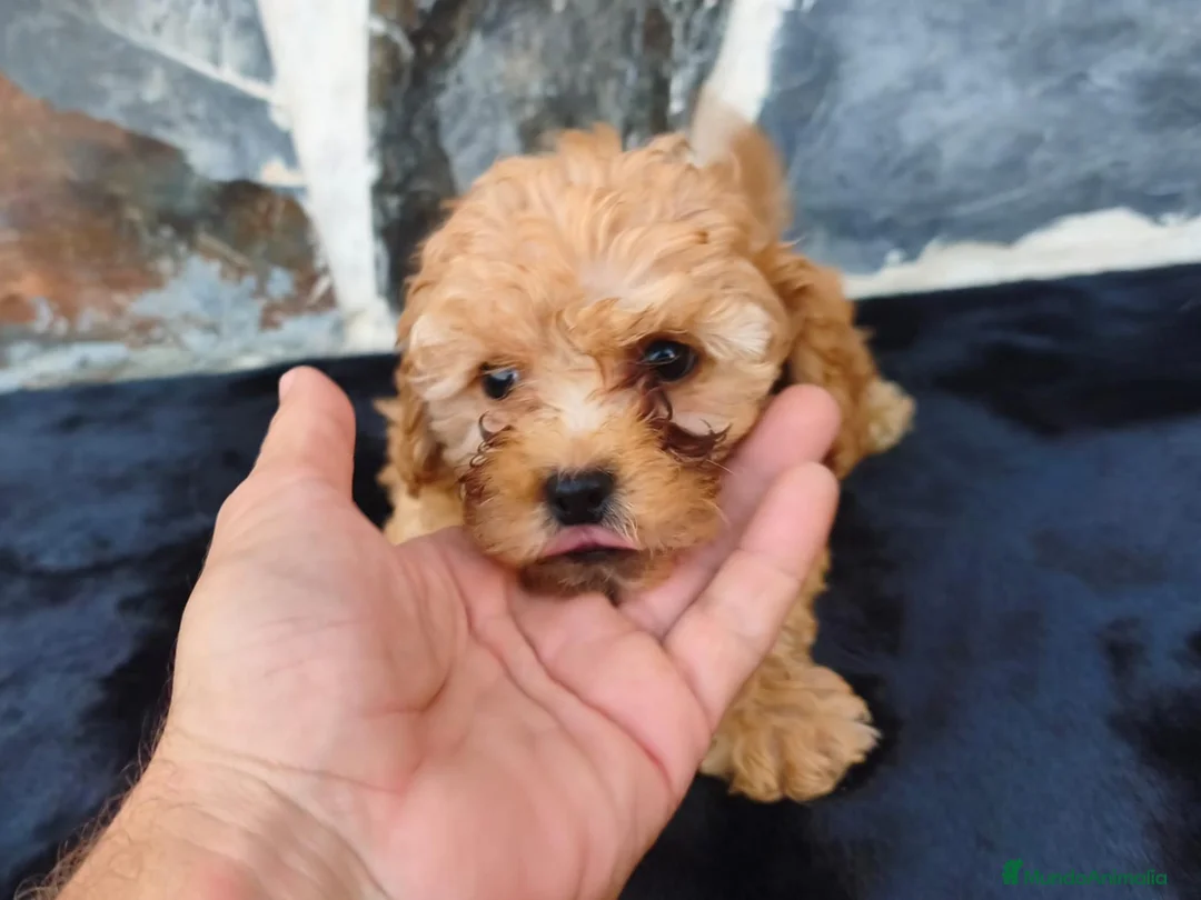 Caniche Toy perros en venta: CANICHE TOY MACHO - Anuncio 3