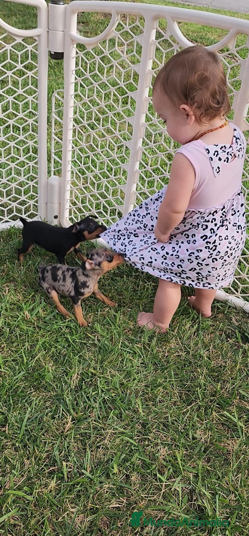 Pinscher Miniatura perros PINSCHER CORDOBA. - Anuncio 9