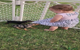 Pinscher Miniatura perros en venta: PINSCHER CORDOBA. - Imagen 1