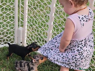 Pinscher Miniatura perros PINSCHER CORDOBA. - Anuncio 18