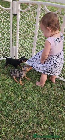 Pinscher Miniatura perros - Anuncio 19