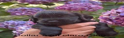 Cocker Spaniel Inglés perros en venta: Cocker Spaniel Inglés  - Anuncio 6