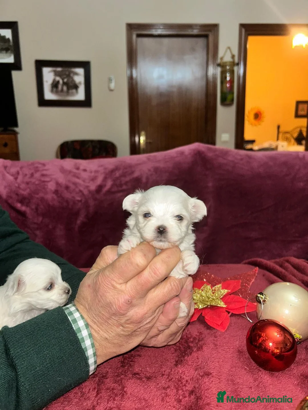Bichón Maltés perros en venta: Bichón maltes linea americana  - Anuncio 2