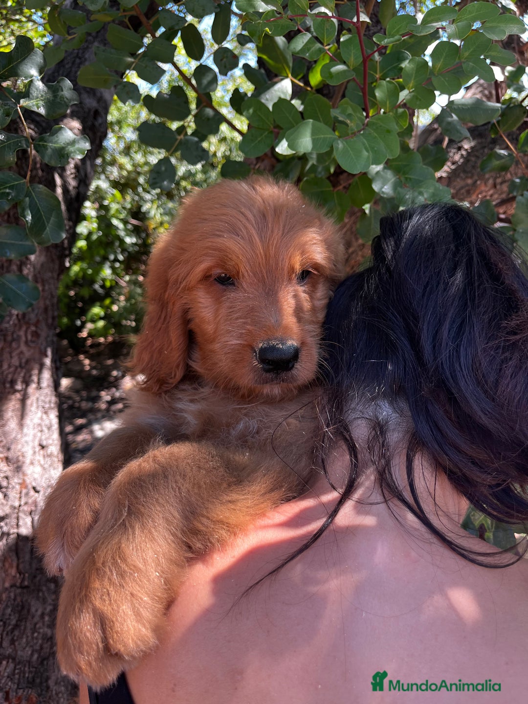 Goldendoodle perros en venta: Goldendoodle  - Imagen 8