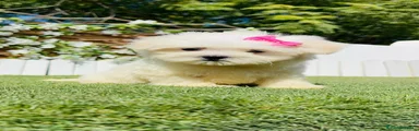 Bichón Maltés 2