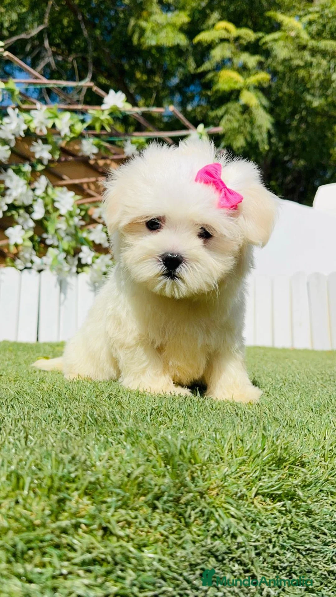 Bichón Maltés perros en venta: BICHON MALTES - Anuncio 20