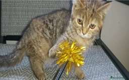 Británico de Pelo Corto gatos en venta: Gatita british shorthair (britanica pelo corto) - Imagen 5