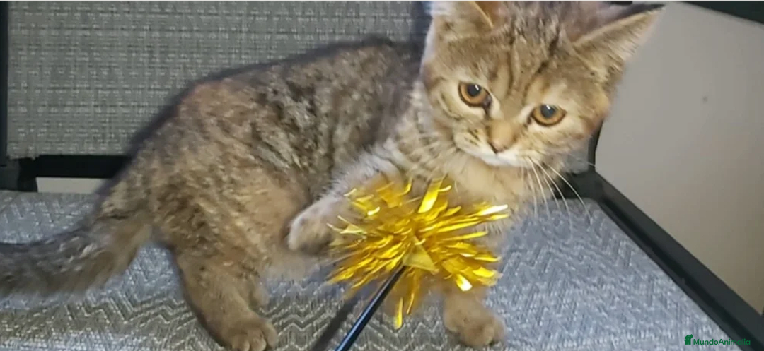 Británico de Pelo Corto gatos en venta: Gatita british shorthair (britanica pelo corto) - Imagen 5
