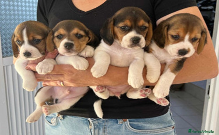 Beagle perros - Anuncio 7