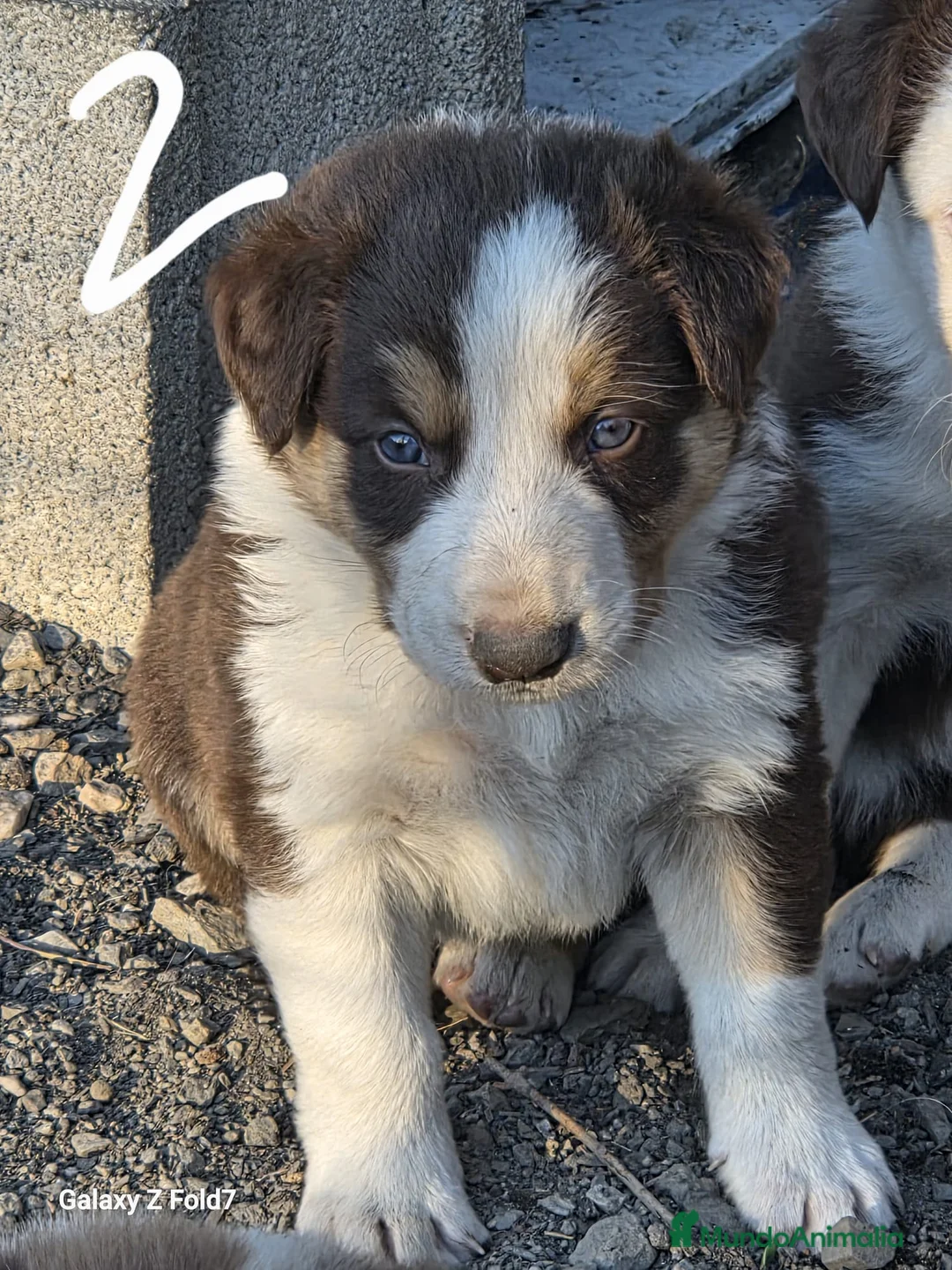 Border Collie perros en venta: Border collie chocolate  - Anuncio 2