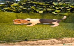 Beagle perros en venta: beagles tricolor  - Imagen 8