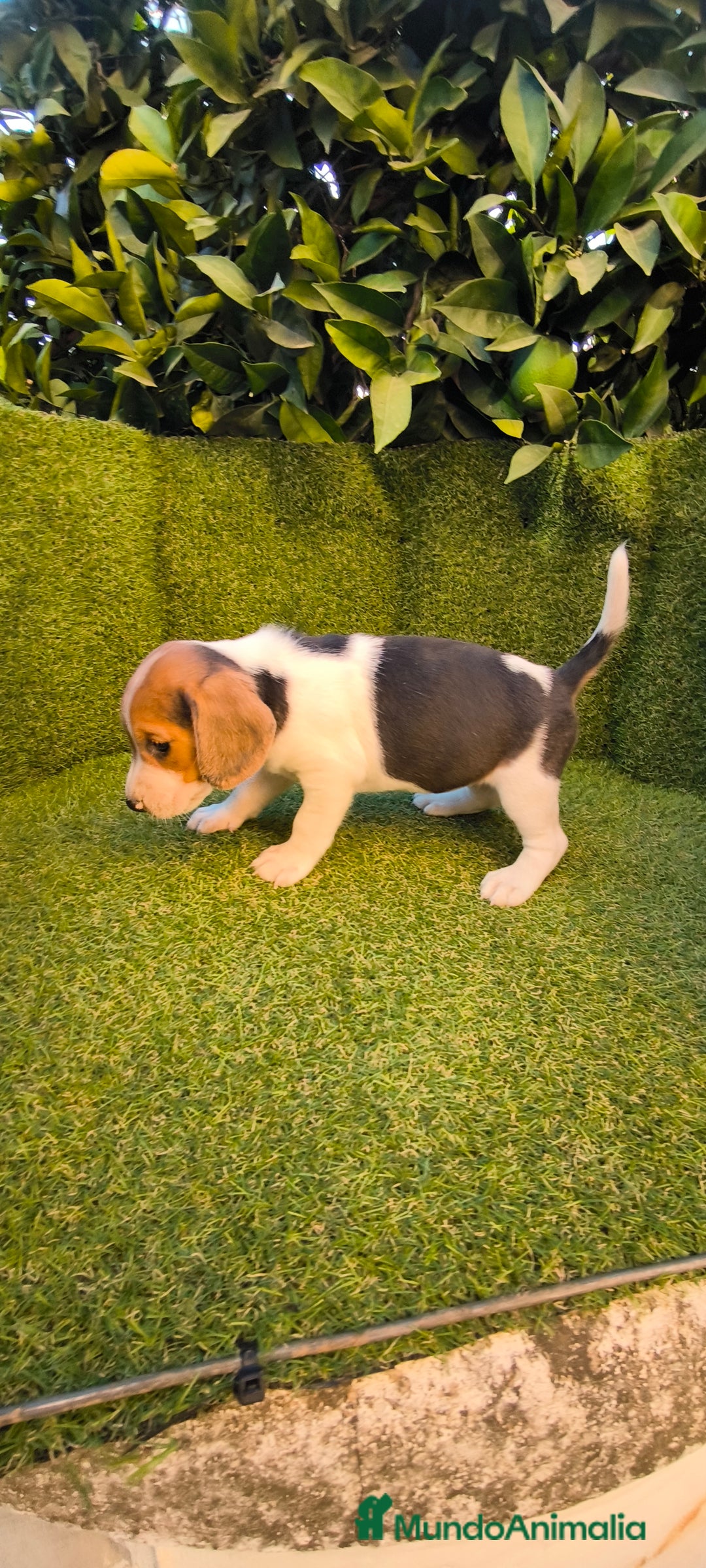 Beagle perros en venta: beagles tricolor  - Imagen 8