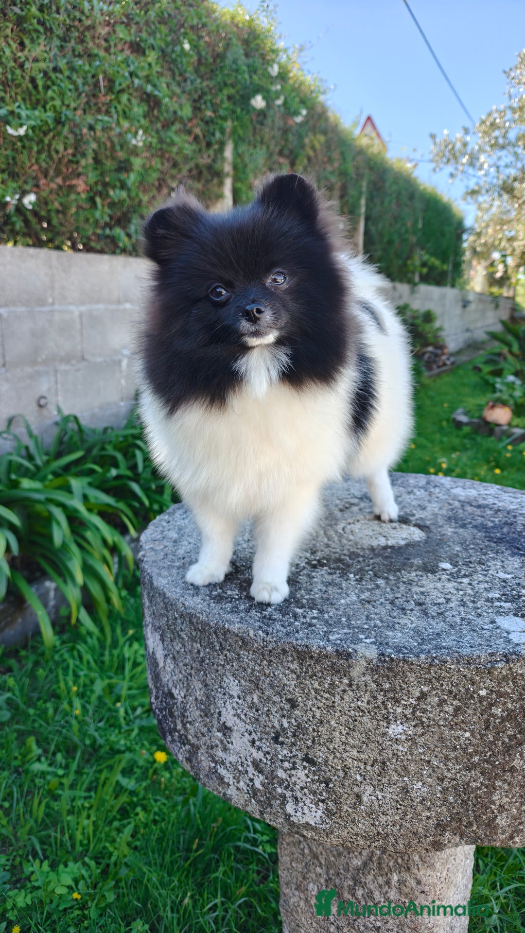Pomerania perros en venta: Lulu de pomerania  - Imagen 4