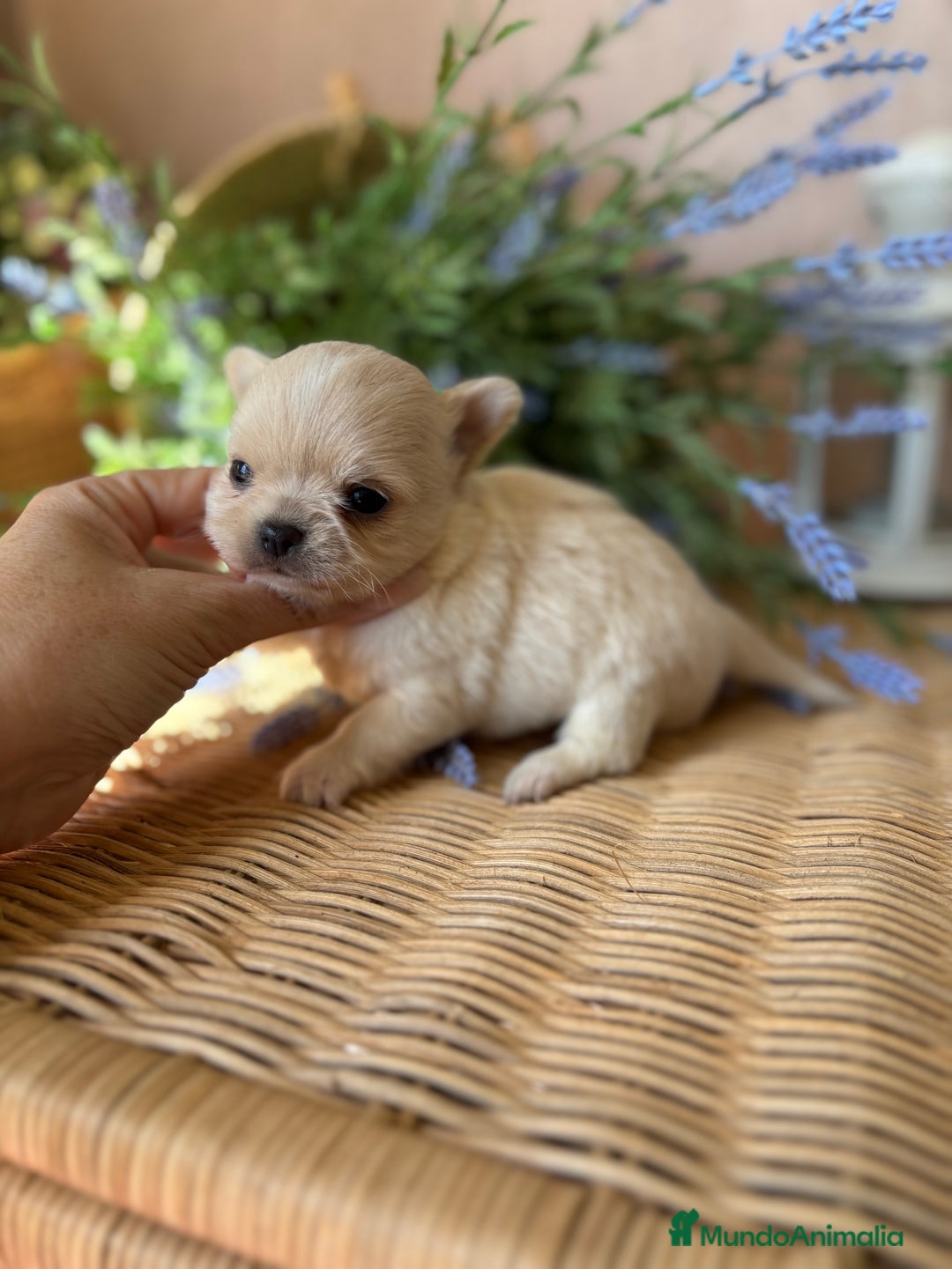Chihuahua perros en venta: Chihuahua cabeza manzana TOY - Imagen 3