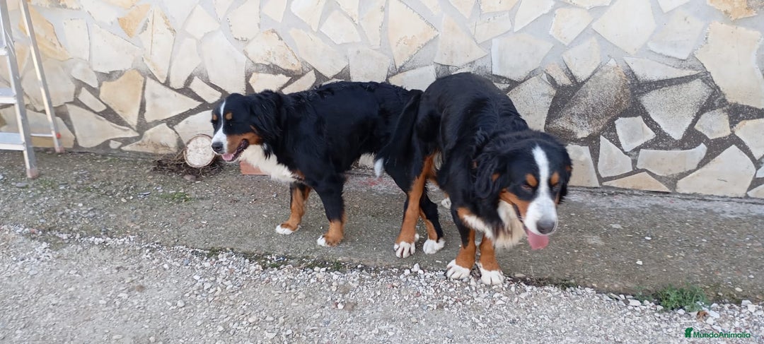 Boyero de Berna perros en venta: Boyeros de Berna increíbles cachorros  - Anuncio 3