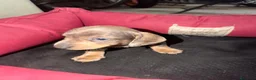 Teckel perros en venta: Teckel Machos y hembras de calidad  - Anuncio 4