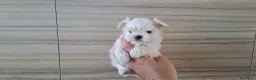 Bichón Maltés perros en venta: Bichon Maltes Micro Toy - Anuncio 3