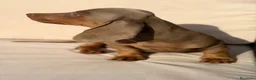 Teckel Miniatura perros en venta: TECKEL MINIATURA LILAC - Anuncio 2