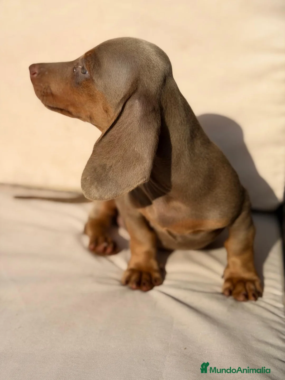 Teckel Miniatura perros en venta: TECKEL MINIATURA LILAC - Anuncio 2