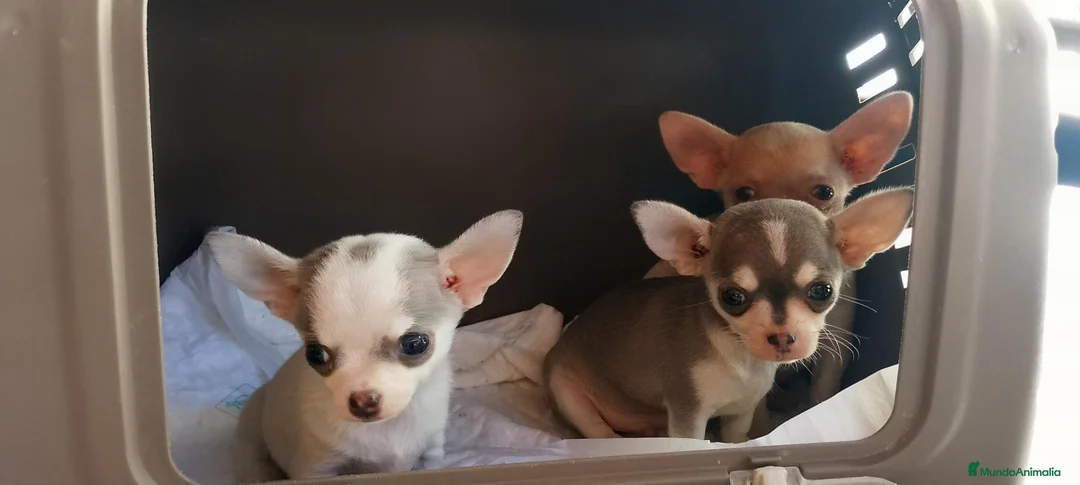 Chihuahua perros en venta: CHIHUAHUA MICRO TOY DE LÍNEA RUSA – EJEMPLAR ÚNICO - Anuncio 2