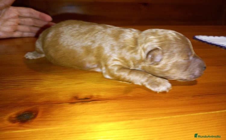 Caniche Toy perros - Anuncio 7