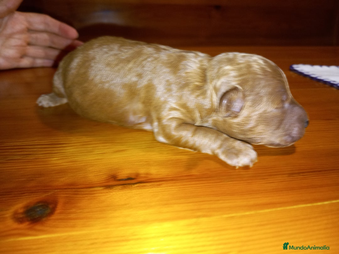 Caniche Toy perros en venta: Caniche Toy Rojo. - Imagen 1