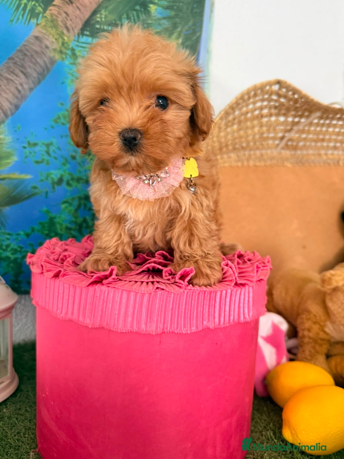 Maltipoo perros Maltipoo - Anuncio 3