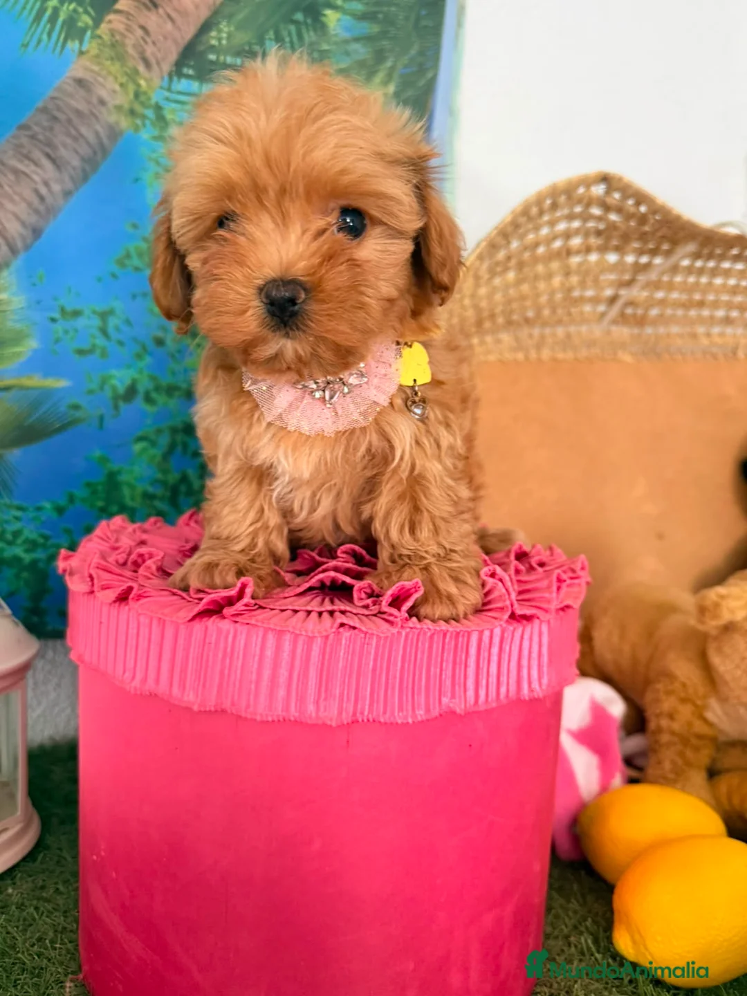 Maltipoo perros en venta: Maltipoo - Anuncio 1