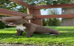 Chihuahua perros en venta: CHIHUAHUA HEMBRA - Imagen 13