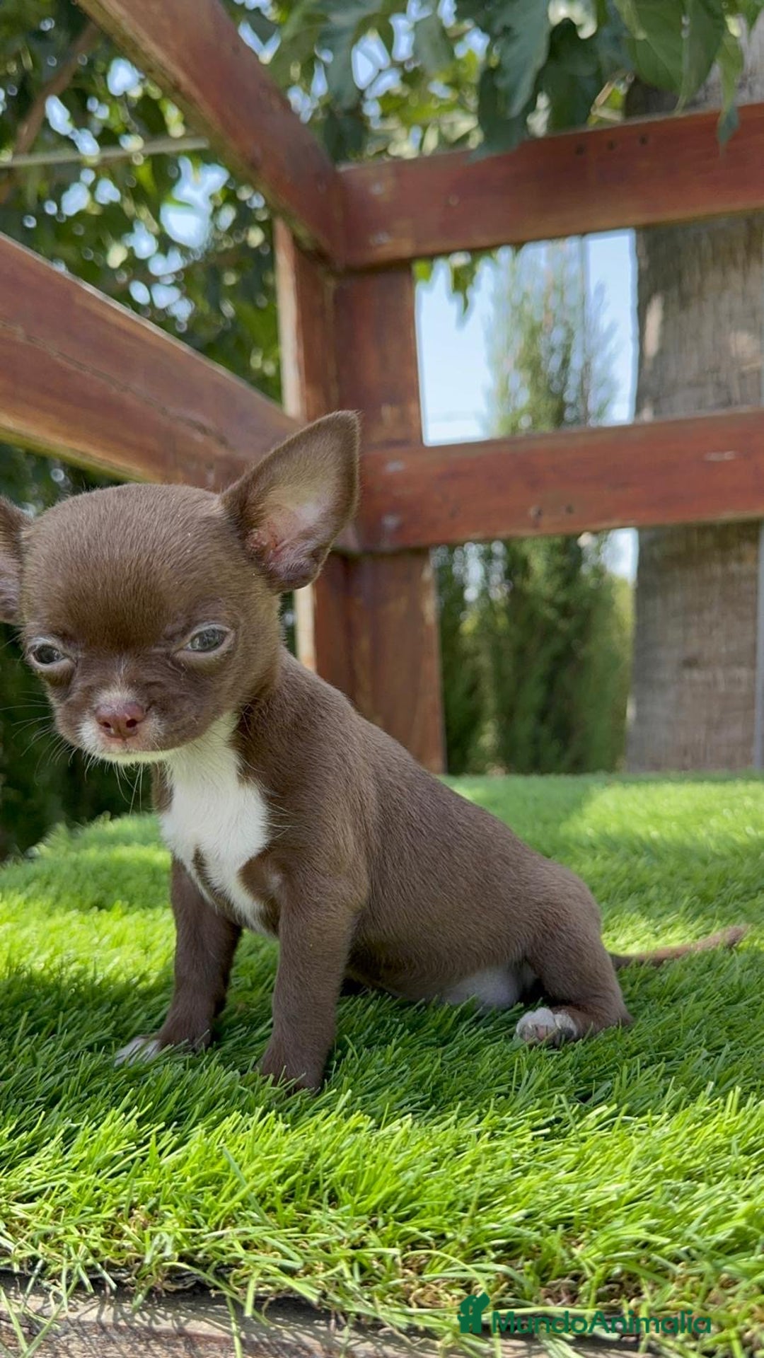 Chihuahua perros en venta: CHIHUAHUA HEMBRA - Imagen 13
