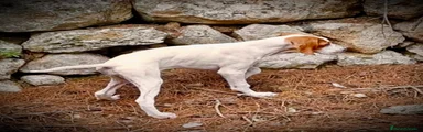 Pointer cachorro 3