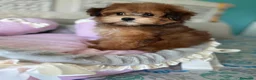 Maltipoo perros en venta: Maltipoo Hembra Toy tonalidades chocolates !! - Anuncio 1