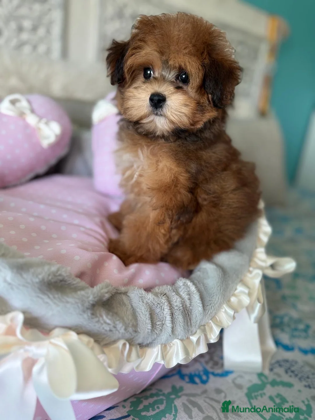 Maltipoo perros en venta: Maltipoo Hembra Toy tonalidades chocolates !! - Anuncio 1