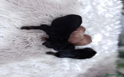 Caniche Toy perros en venta: CANICHE TOY HEMBRAS - Imagen 6
