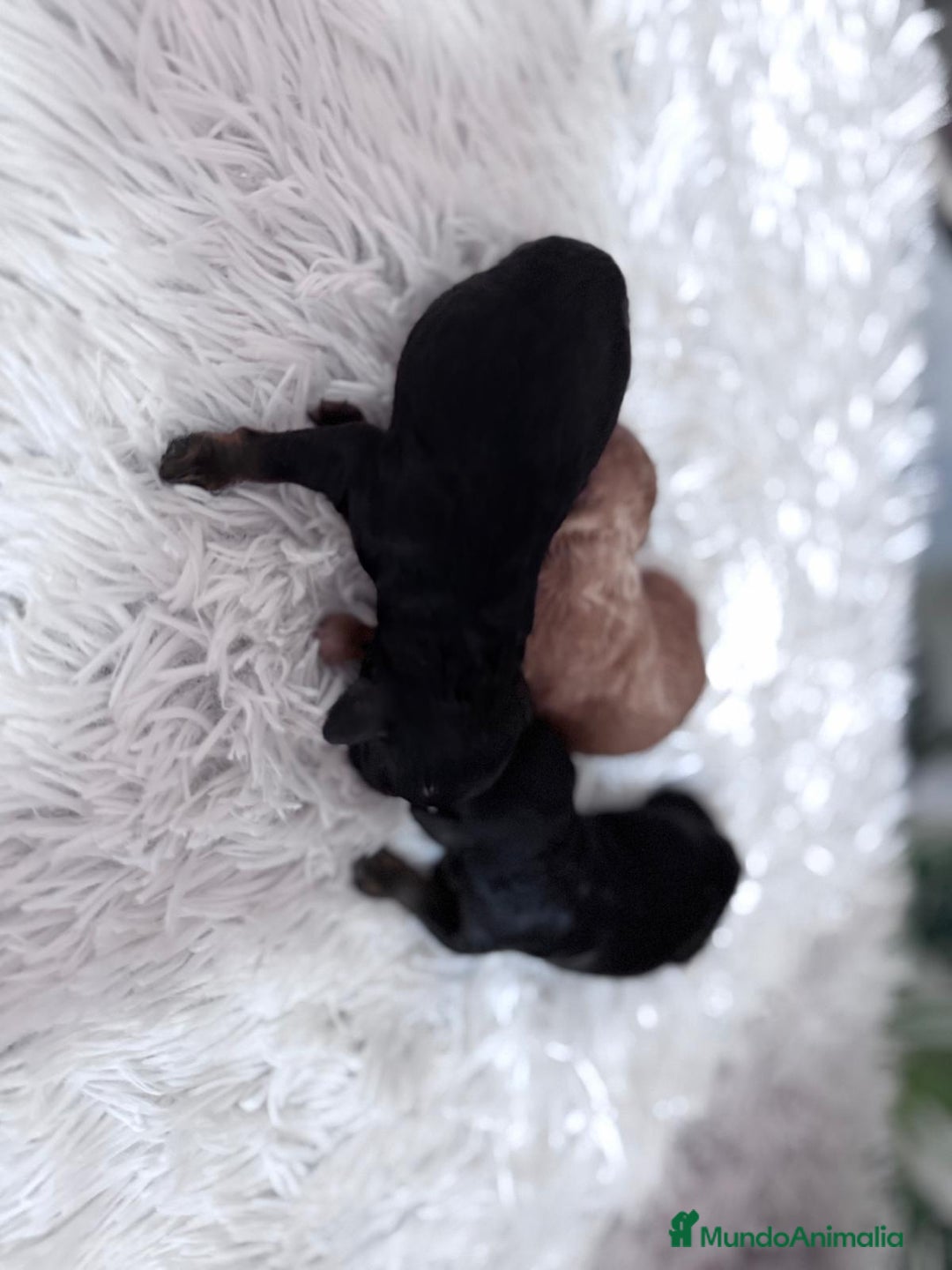 Caniche Toy perros en venta: CANICHE TOY HEMBRAS - Imagen 6