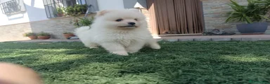 Pomerania 2