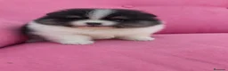 Pomerania perros en venta: POMERANIA TOY PARTY FUEGO HEMBRA  - Anuncio 9