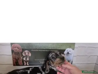 Teckel Miniatura perros Teckel mini pelo corto - Anuncio 25