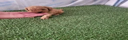 Raza Mixta perros en venta: Caniche  - Anuncio 4