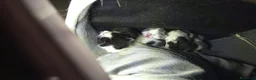 Raza Mixta gatos en venta: Regalo gatitos - Anuncio 4