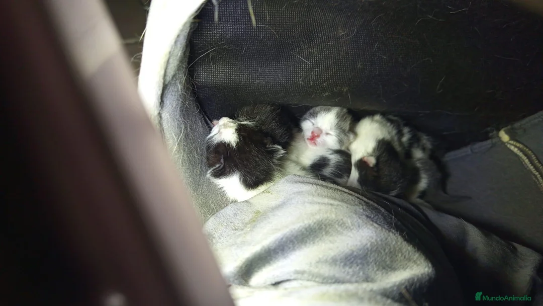 Raza Mixta gatos en venta: Regalo gatitos - Anuncio 4