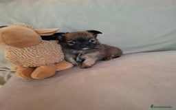 Chihuahua perros en venta: Chihuahua de pelo largo de capricho - Anuncio 2