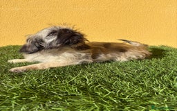 Pekinés perros en venta: pekinesa imperial hembra muy peluda - Imagen 9