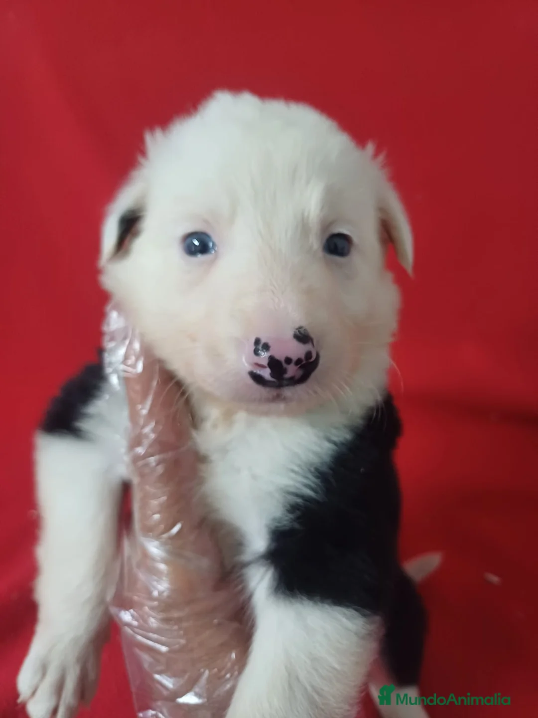 Border Collie perros en venta: Border Collie Blanco y Negro  - Anuncio 1