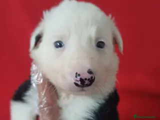 Border Collie perros Border Collie Blanco y Negro - Anuncio 1