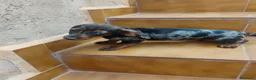 Teckel Miniatura perros en venta: Hembra teckel arlequín plata miniatura  - Anuncio 3