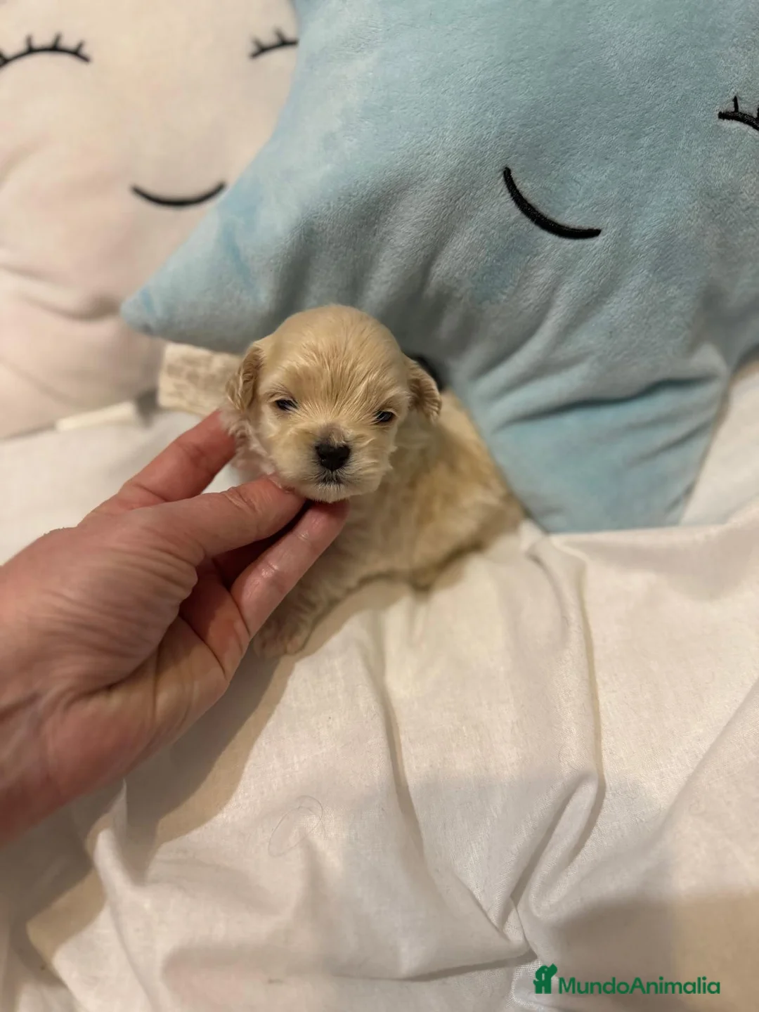 Maltipoo perros en venta: Maltipoo TOY  - Anuncio 11