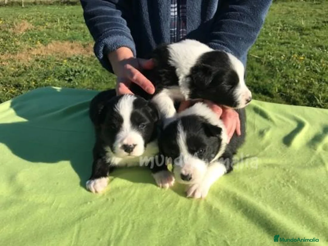 Imagen de galería {{count}}