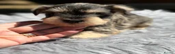 Schnauzer Miniatura perros en venta: SCHNAUZER MINIATURA SAL Y PIMIENTA  - Anuncio 2
